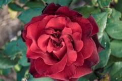 k-P1260018-2