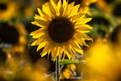 k-P1079698-Bearbeitet